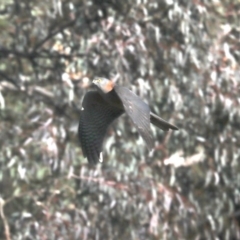 Tachyspiza cirrocephala (Collared Sparrowhawk) at Hackett, ACT - 8 Jun 2019 by jb2602