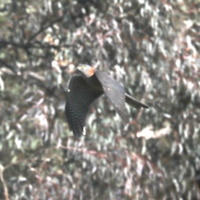 Accipiter cirrocephalus (Collared Sparrowhawk) at Hackett, ACT - 8 Jun 2019 by jbromilow50