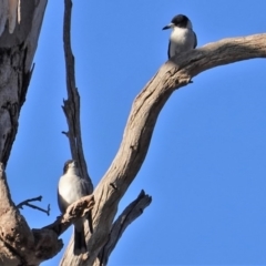 Cracticus torquatus at Hughes, ACT - 22 Jun 2019