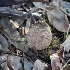 Lepiota s.l. at Deakin, ACT - 21 Jun 2019