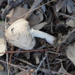 Lepiota s.l. at Deakin, ACT - 21 Jun 2019