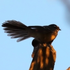 Rhipidura albiscapa (Grey Fantail) at Majura, ACT - 8 Jun 2019 by jbromilow50