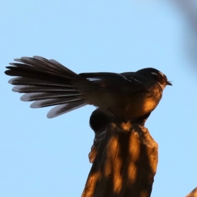 Rhipidura albiscapa (Grey Fantail) at Majura, ACT - 8 Jun 2019 by jb2602