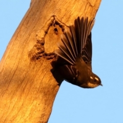 Rhipidura albiscapa at Majura, ACT - 8 Jun 2019