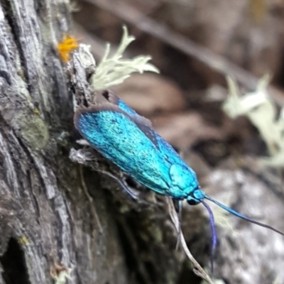 Pollanisus (genus) (A Forester Moth) at Gundaroo, NSW - 12 May 2017 by Sipawe