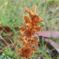 Orobanche minor (Broomrape) at Gundaroo, NSW - 4 Dec 2017 by Sipawe