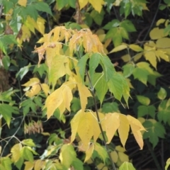 Acer negundo (Box Elder) at Point Hut to Tharwa - 3 Apr 2019 by MichaelBedingfield