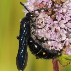 Australelis anthracina (Flower wasp) at Gordon, ACT - 3 Apr 2019 by MichaelBedingfield