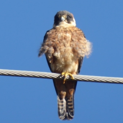 Falco longipennis (Australian Hobby) at Fyshwick, ACT - 22 Jun 2019 by Christine
