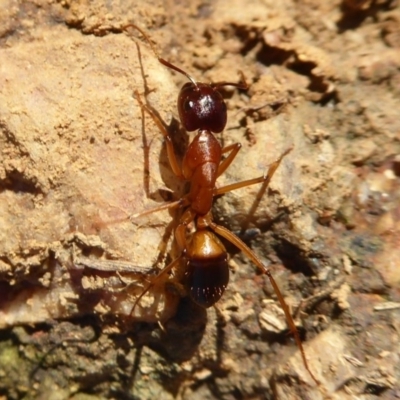 Camponotus consobrinus (Banded sugar ant) at Jerrabomberra Wetlands - 22 Jun 2019 by Christine
