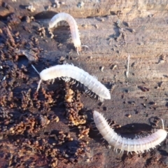 Diplopoda (class) (Unidentified millipede) at Fyshwick, ACT - 22 Jun 2019 by Christine