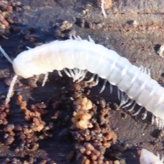 Diplopoda (class) at Fyshwick, ACT - 22 Jun 2019