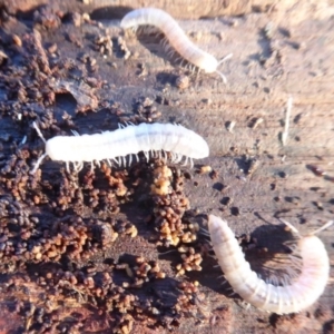 Diplopoda (class) at Fyshwick, ACT - 22 Jun 2019 03:24 PM