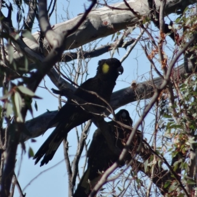 Zanda funerea (Yellow-tailed Black-Cockatoo) at Red Hill, ACT - 19 Jun 2019 by LisaH