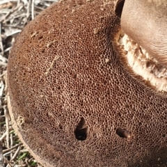 zz bolete at Watson, ACT - 23 Jun 2019 by AaronClausen