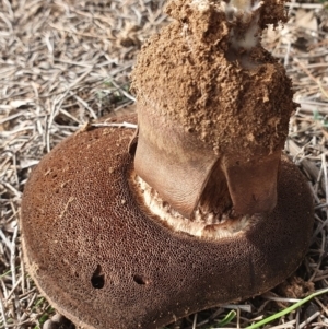 zz bolete at Watson, ACT - 23 Jun 2019 11:58 AM