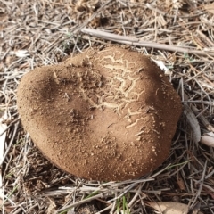 zz bolete at Watson, ACT - 23 Jun 2019 11:58 AM