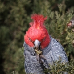 Callocephalon fimbriatum (Gang-gang Cockatoo) at Chifley, ACT - 23 Jun 2019 by redsnow