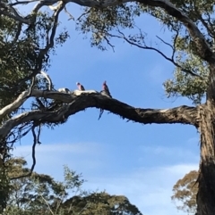 Eolophus roseicapilla (Galah) at Bungendore, NSW - 22 Jun 2019 by yellowboxwoodland