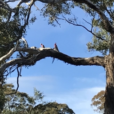 Eolophus roseicapilla (Galah) at Bungendore, NSW - 22 Jun 2019 by yellowboxwoodland
