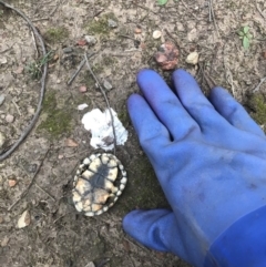 Chelodina longicollis at Bungendore, NSW - 8 Jun 2019 04:27 PM