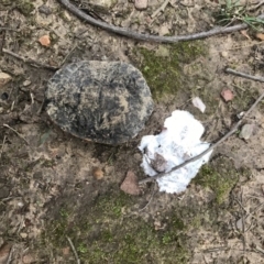 Chelodina longicollis at Bungendore, NSW - 8 Jun 2019