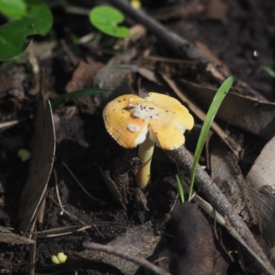 Amanita xanthocephala (Vermilion grisette) at Guerilla Bay, NSW - 8 Apr 2019 by lyndallh