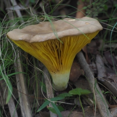 Phylloporus sp. (Phylloporus sp.) at Guerilla Bay, NSW - 8 Apr 2019 by lyndallh