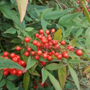 Nandina domestica at Isaacs, ACT - 23 Jun 2019