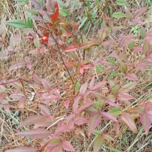 Nandina domestica at Isaacs, ACT - 23 Jun 2019