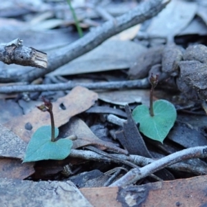 Acianthus collinus at Aranda, ACT - suppressed