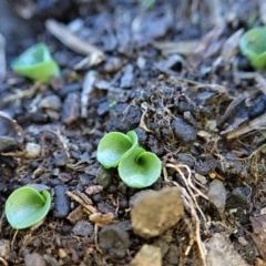 Corysanthes incurva (Slaty Helmet Orchid) at Point 4081 - 11 Jun 2019 by CathB