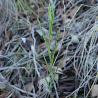 Bunochilus umbrinus (ACT) = Pterostylis umbrina (NSW) (Broad-sepaled Leafy Greenhood) by CathB