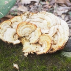 Polypore sp. at Guerilla Bay, NSW - 8 Apr 2019 by lyndallh@bigpond.com