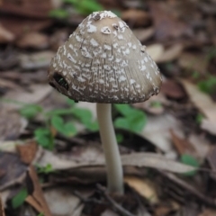 Coprinellus flocculosus (Flocculose Ink Cap) at Guerilla Bay, NSW - 8 Apr 2019 by lyndallh