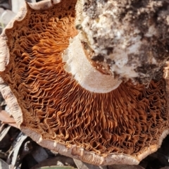 Austrocortinarius australiensis at Kaleen, ACT - 23 Jun 2019 01:11 PM