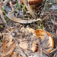 Cortinarius sp. (Cortinarius) at Kaleen, ACT - 23 Jun 2019 by AaronClausen