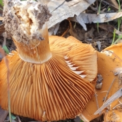 Cortinarius sp. at Kaleen, ACT - 23 Jun 2019