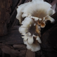 Omphalotus nidiformis (Ghost Fungus) at Guerilla Bay, NSW - 8 Apr 2019 by lyndallh