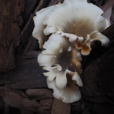 Omphalotus nidiformis (Ghost Fungus) at Guerilla Bay, NSW - 8 Apr 2019 by lyndallh