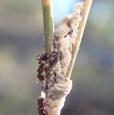 Symonicoccus australis (Grass Coccid) at Dunlop, ACT - 18 Jun 2019 by CathB