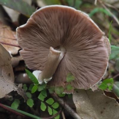 Agaricus sp. (Agaricus) at Guerilla Bay, NSW - 8 Apr 2019 by lyndallh@bigpond.com