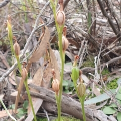 Speculantha rubescens at Kaleen, ACT - suppressed