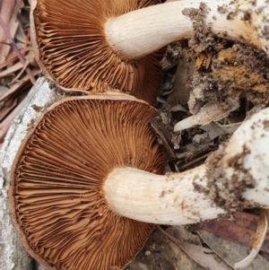 Cortinarius sp. at Crace, ACT - 23 Jun 2019 01:23 PM