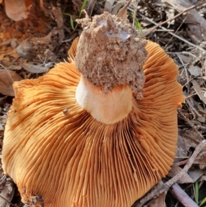 Cortinarius sp. at Kaleen, ACT - 23 Jun 2019