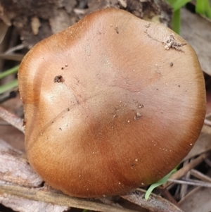 Cortinarius sp. at Kaleen, ACT - 23 Jun 2019 01:17 PM