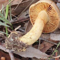 Cortinarius sp. at Kaleen, ACT - 23 Jun 2019 01:17 PM