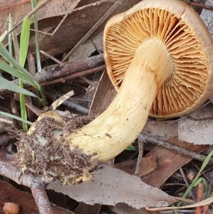 Cortinarius sp. at Kaleen, ACT - 23 Jun 2019 01:17 PM