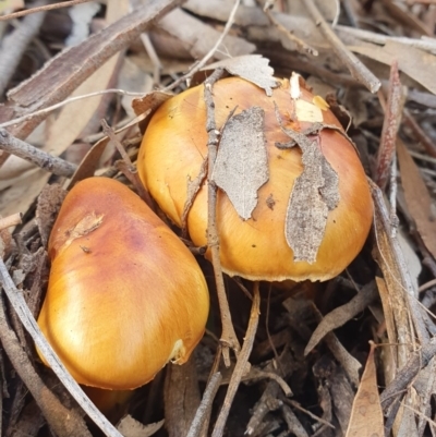 Cortinarius sp. (Cortinarius) at Kaleen, ACT - 23 Jun 2019 by AaronClausen