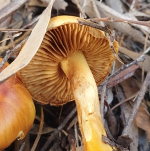 Cortinarius sp. at Kaleen, ACT - 23 Jun 2019 01:13 PM